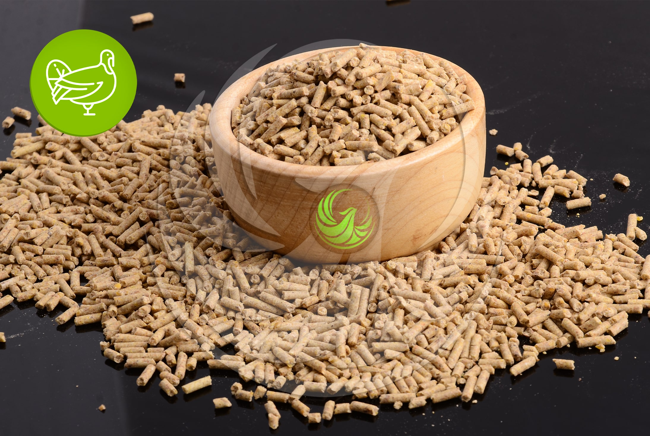 دان تکاملی دو بوقلمون