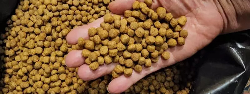 بهدانه گلستان