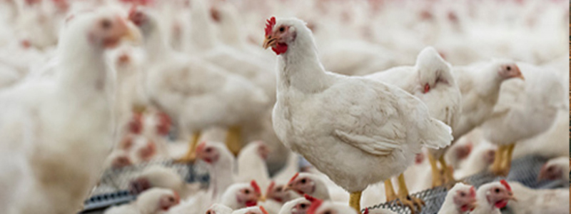 اطمینان تجارت خوزستان