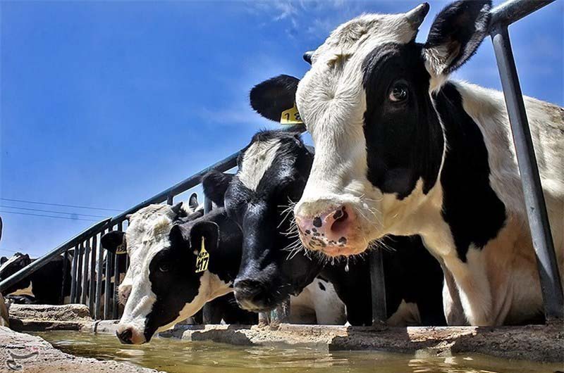 کنترل موثر مگس در گاوداری