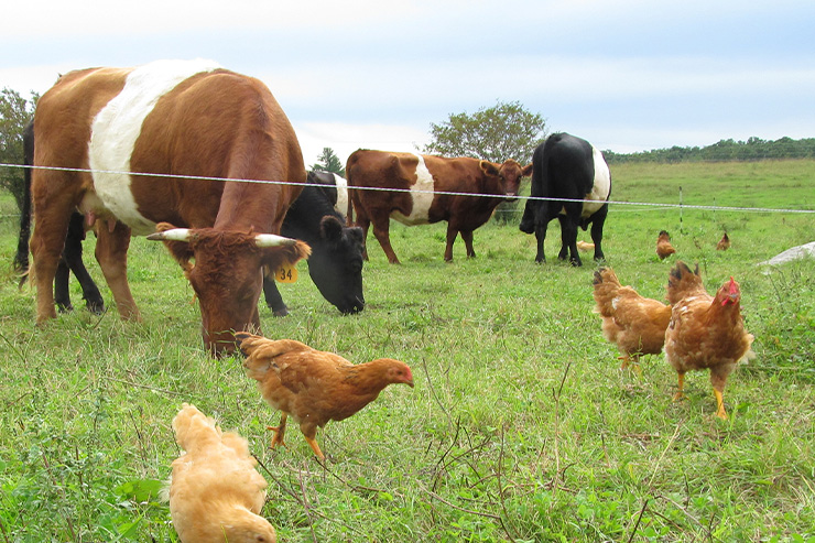 گیاهان دارویی به عنوان افزودنی های جیره خوراکی دام و طیور