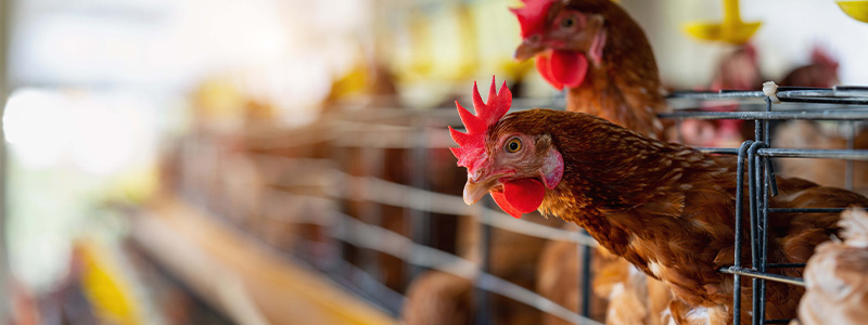 فاضل کاخک گناباد